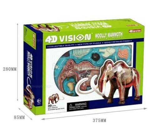 Elephant Anatomy Science And Education Assembled Model Teaching Model